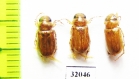 Epadoretus reitteri  Uzbekistan - INSECTS-STORE.RU