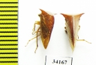 Membracidae sp.  Ecuador - INSECTS-STORE.RU