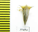Membracidae sp.  Mexico - INSECTS-STORE.RU