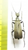 Epicauta sp.  Paraguay - INSECTS-STORE.RU
