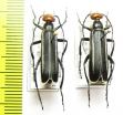 Epicauta sp.  Thailand - INSECTS-STORE.RU