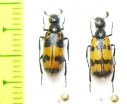 Hycleus ornatus  Israel - INSECTS-STORE.RU