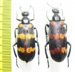 Hycleus phaleratus  India - INSECTS-STORE.RU