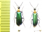 Lydomorphus bifoveiceps, pair  Namibia - INSECTS-STORE.RU
