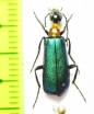Lydomorphus bifoveiceps  Zimbabwe - INSECTS-STORE.RU