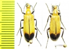 Lydomorphus sp.  Namibia - INSECTS-STORE.RU