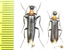 Lydomorphus sp.  Namibia - INSECTS-STORE.RU
