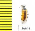 Lydulus sp.  Kazakhstan - INSECTS-STORE.RU