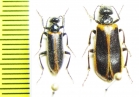 Lytta badakschanica, pair  Uzbekistan - INSECTS-STORE.RU