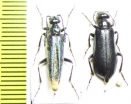 Lytta badakschanica, pair  Uzbekistan - INSECTS-STORE.RU