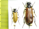 Lytta badakschanica, pair  Uzbekistan - INSECTS-STORE.RU