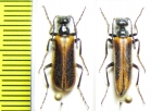 Lytta clematidis  Kazakhstan - INSECTS-STORE.RU