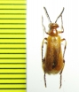 Lytta coccinea  Tajikistan - INSECTS-STORE.RU