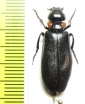 Lytta flavoangulata  India - INSECTS-STORE.RU