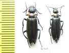 Lytta grumi  Tajikistan - INSECTS-STORE.RU