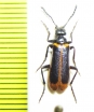 Lytta limbata  India - INSECTS-STORE.RU