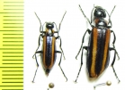 Lytta luteovittata, pair  Uzbekistan - INSECTS-STORE.RU
