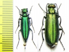 Lytta medvedevi, pair  Tajikistan - INSECTS-STORE.RU