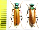 Lytta menetriesi, pair  Armenia - INSECTS-STORE.RU