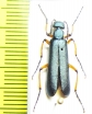 Lytta sayi  Canada - INSECTS-STORE.RU