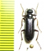 Lytta skrylniki  Afghanistan - INSECTS-STORE.RU