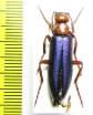 Muzimes caucasicus  Azerbaijan - INSECTS-STORE.RU