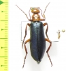 Muzimes caucasicus  Armenia - INSECTS-STORE.RU