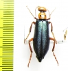 Muzimes dersimensis  Turkey - INSECTS-STORE.RU