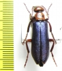 Muzimes dersimensis  Turkey - INSECTS-STORE.RU