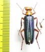 Muzimes jureckovae  Georgia - INSECTS-STORE.RU