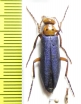 Muzimes nigricornis  Azerbaijan - INSECTS-STORE.RU