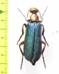 Muzimes nigricornis  Azerbaijan - INSECTS-STORE.RU