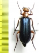 Muzimes sp.  Turkey, Mersin prov. - INSECTS-STORE.RU
