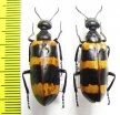 Mylabris ? cincta  Turkey, Antalya prov. - INSECTS-STORE.RU