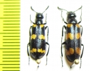 Mylabris koenigi  Kazakhstan - INSECTS-STORE.RU