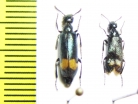 Mylabris monozona  Mongolia - INSECTS-STORE.RU