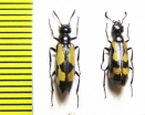 Mylabris quadrisignata  Kazakhstan - INSECTS-STORE.RU