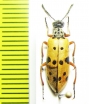 Mylabris sedecimpunctata  Kazakhstan - INSECTS-STORE.RU