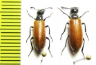 Mylabris sp.  Azerbaijan - INSECTS-STORE.RU