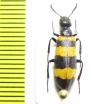 Mylabris sp.  Turkey, Antalya prov. - INSECTS-STORE.RU