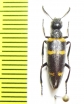 Mylabris sp.  Turkey, Mugla prov. - INSECTS-STORE.RU