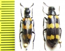 Mylabris variabilis  Turkey/Turkmenia - INSECTS-STORE.RU