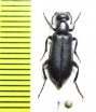 Oenas sericeus  Morocco - INSECTS-STORE.RU
