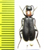 Oenas sericeus  Morocco - INSECTS-STORE.RU