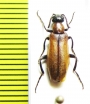 Oenas tarsensis  Armenia - INSECTS-STORE.RU