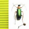 Stenodera coeruleiceps  Turkey, Amasya prov. - INSECTS-STORE.RU