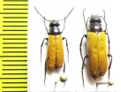 Zonitis sp.  Turkey, Antalya prov. - INSECTS-STORE.RU