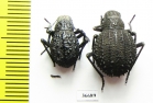Tenebrionidae sp.  Zambia - INSECTS-STORE.RU