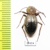 Tenebrionidae sp.  Zambia - INSECTS-STORE.RU