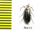 Tenebrionidae sp.  Zambia - INSECTS-STORE.RU